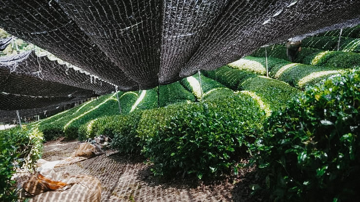Gyokuro: The Green Tea Worth Knowing